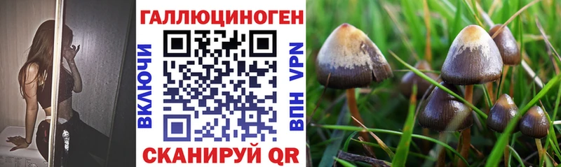 даркнет сайт Нариманов Галлюциногенные грибы Psilocybe